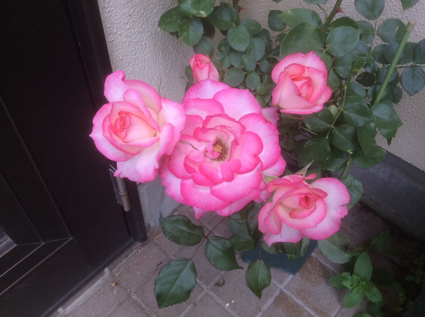 赤いつるバラ ママと薔薇とお菓子ちゃん